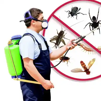 pest control Many